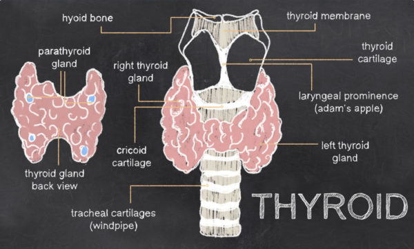 Thyroid test, thyroid imbalance, overactive thyroid, underactive thyroid