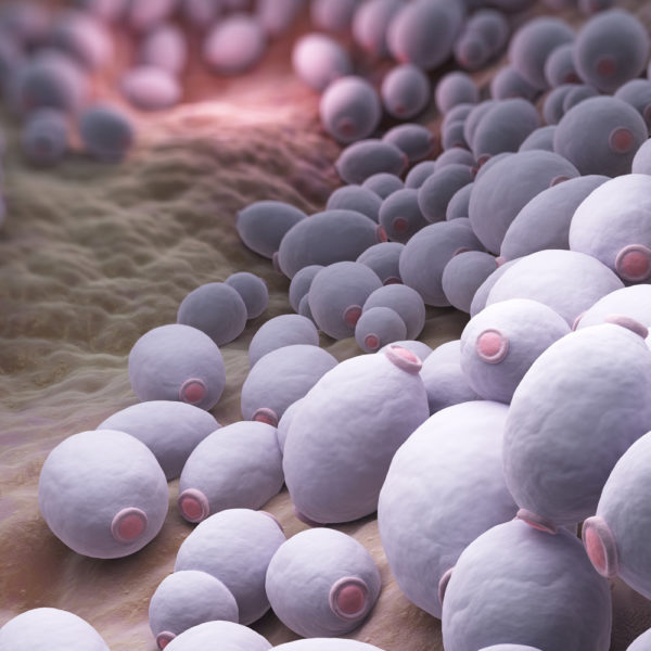 Candida Antibodies/Antigen (Blood Spot Test)