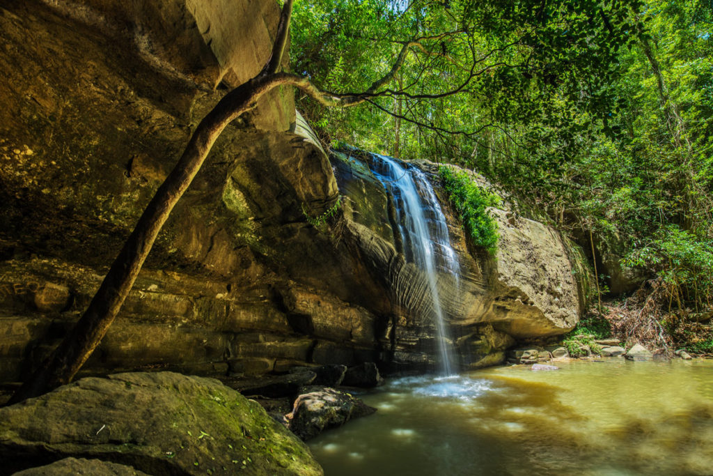 Buderim waterfalls